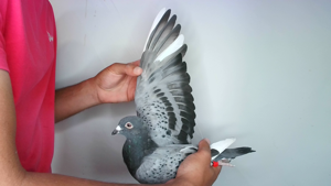 Pigeon image