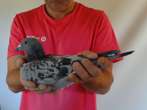 Pigeon image