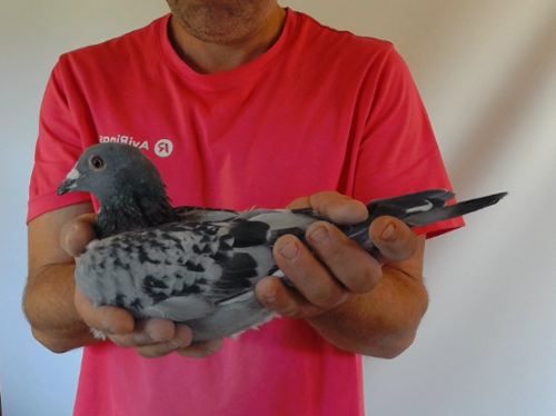 Pigeon image