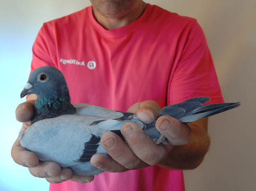 Pigeon image