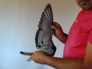 Pigeon image