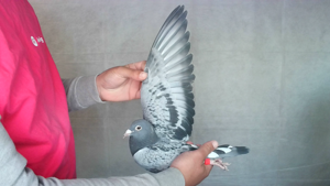 Pigeon image