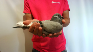 Pigeon image