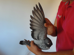 Pigeon image
