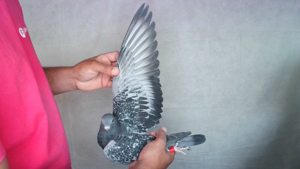 Pigeon image