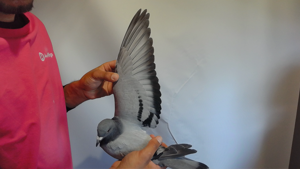 Pigeon image