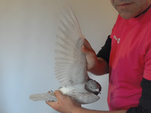 Pigeon image
