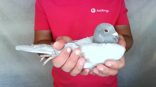 Pigeon image