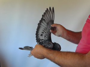 Pigeon image