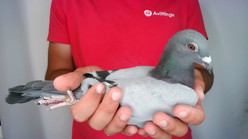 Pigeon image