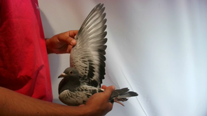 Pigeon image