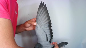 Pigeon image