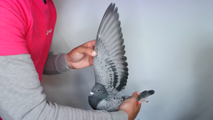Pigeon image