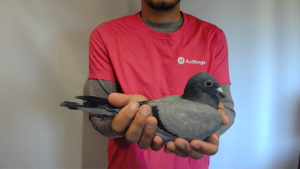 Pigeon image