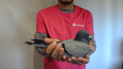 Pigeon image