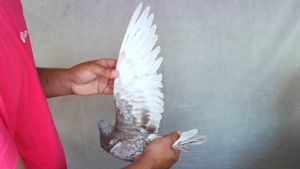 Pigeon image