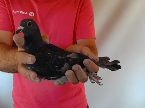 Pigeon image