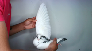 Pigeon image