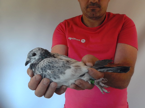Pigeon image