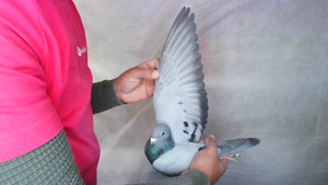 Pigeon image