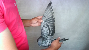 Pigeon image
