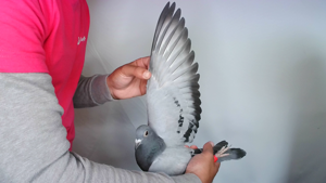 Pigeon image