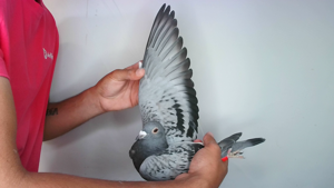 Pigeon image