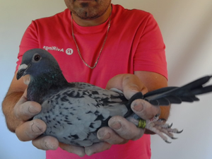 Pigeon image