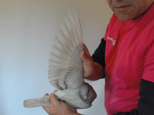Pigeon image