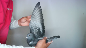 Pigeon image
