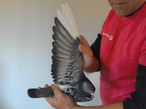Pigeon image