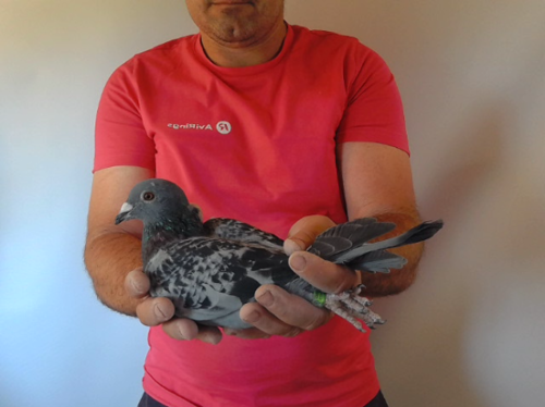 Pigeon image