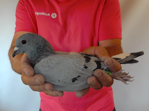 Pigeon image