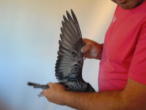 Pigeon image