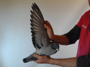 Pigeon image