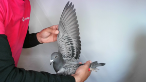 Pigeon image
