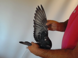 Pigeon image