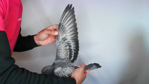 Pigeon image