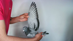 Pigeon image