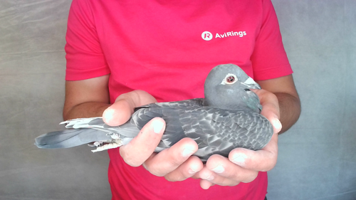 Pigeon image