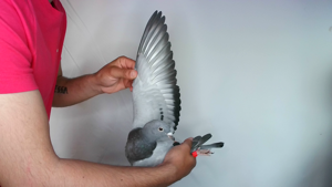 Pigeon image