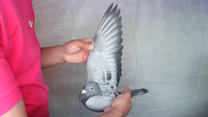 Pigeon image