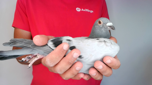 Pigeon image