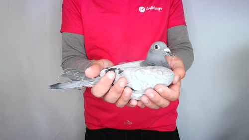 Pigeon image