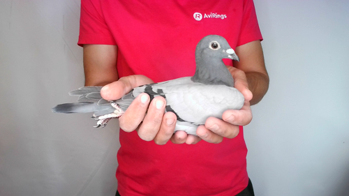 Pigeon image