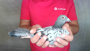 Pigeon image