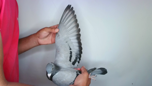 Pigeon image