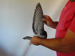 Pigeon image