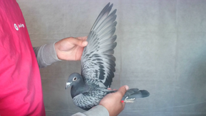 Pigeon image