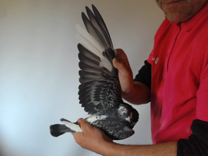 Pigeon image